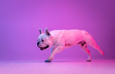 Saf köpek buldoğunun portresi stüdyo arka planında izole edilmiş pembe mor ışıkta..