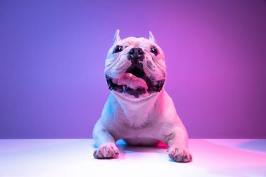 Stüdyonun arka planında izole edilmiş güzel, safkan köpek buldoğunun önü..