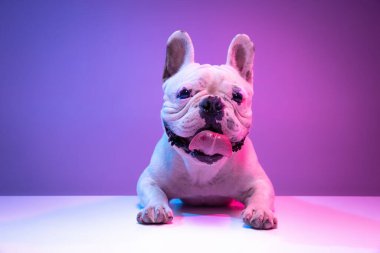 Stüdyonun arka planında izole edilmiş güzel, safkan köpek buldoğunun önü..