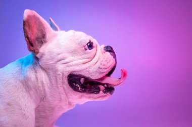Stüdyonun arka planında izole edilmiş saf köpek buldogunun yakın plan görüntüsü neon gradyan pembe ışıkta.