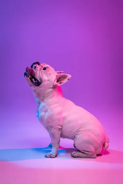 Портрет чистокровного собаки бульдог позує ізольовано на студійному фоні в неоновому градієнтному рожевому фіолетовому світлі . — стокове фото