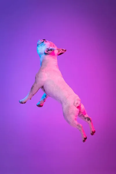 Porträtt av renrasiga hund bulldog hoppa isolerad över studio bakgrund i neon lutning rosa lila ljus. — Stockfoto