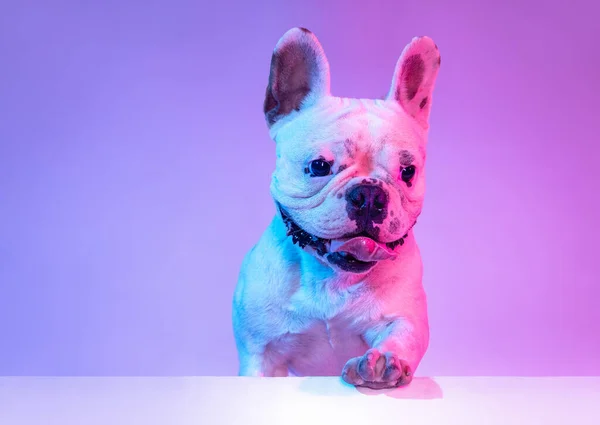 Saf köpek buldoğunun portresi stüdyo arka planında izole edilmiş pembe mor ışıkta.. — Stok fotoğraf