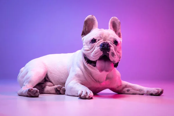 Retrato de cão de raça pura bonito bulldog deitado isolado sobre o fundo do estúdio em neon gradiente luz roxa rosa. — Fotografia de Stock