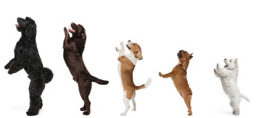 Garip köpeklerden yapılmış sanat kolajı beyaz stüdyo arka planında izole bir şekilde duran farklı türler..