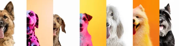 Κολάζ τέχνης από αστεία σκυλιά διαφορετικές φυλές σε πολύχρωμα στούντιο φόντο. — Φωτογραφία Αρχείου