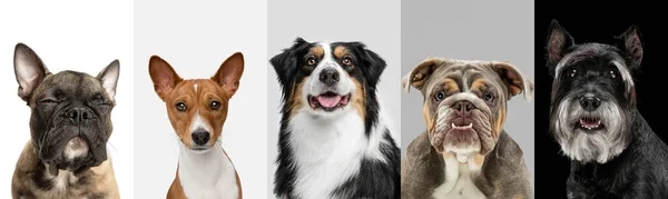 Colagem de arte feita de cães engraçados raças diferentes posando isolado sobre fundo estúdio branco cinza e preto. — Fotografia de Stock