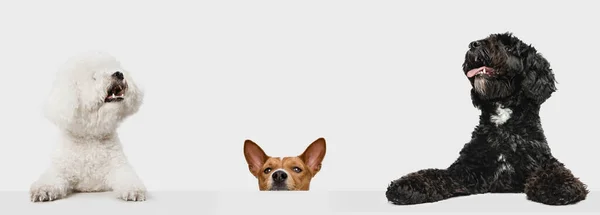 Art collage gemaakt van 3 grappige honden verschillende rassen poseren geïsoleerd over witte studio achtergrond. — Stockfoto