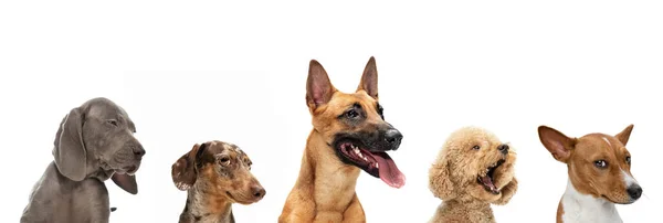 Colagem de arte feita de cães engraçados raças diferentes posando isolado sobre fundo estúdio branco. — Fotografia de Stock