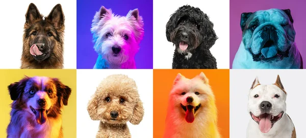 在霓虹灯下的彩色摄影棚背景上，由不同品种的滑稽狗组成的艺术拼贴 — 图库照片