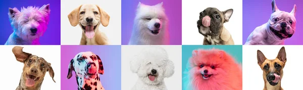 Κολάζ τέχνης από αστεία σκυλιά διαφορετικές φυλές σε πολύχρωμα στούντιο φόντο. — Φωτογραφία Αρχείου