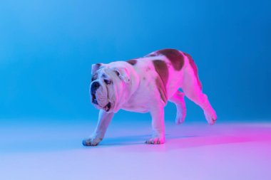 Safkan köpek portresi, stüdyo arkaplanından izole edilmiş neon mavi ışıkta poz veren İngiliz bulldog. Hareket, eylem, evcil hayvanlar, aşk, hayvan hayatı kavramı.