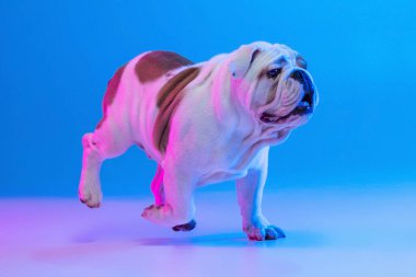 Yakın plan İngiliz bulldog 'u stüdyo arka planında neon mavi ışıkta izole edilmiş. Hareket, eylem, evcil hayvanlar, aşk, hayvan hayatı kavramı.