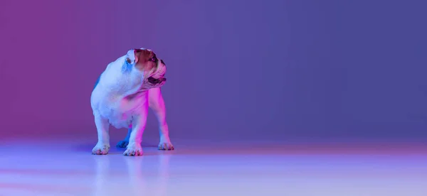 Portrait de chien de race, bouledogue anglais posant isolé sur fond studio en dégradé néon rose violet clair. Concept de mouvement, action, animaux de compagnie amour, vie animale. — Photo