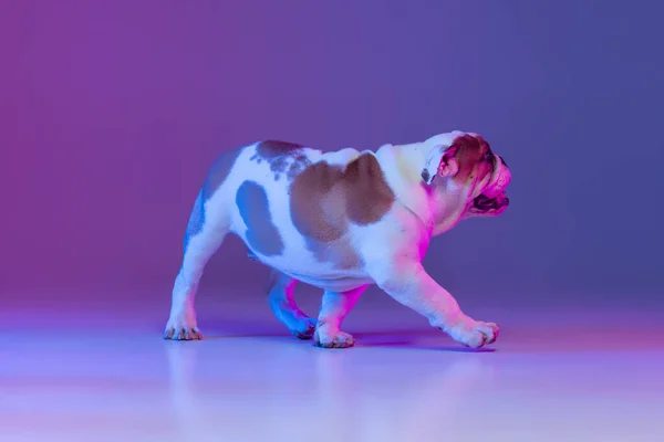 Portrait of purebred dog, english bulldog posing isolated over studio background in neon gradient pink purple light. Concept of motion, action, pets love, animal life. — Stock Photo, Image