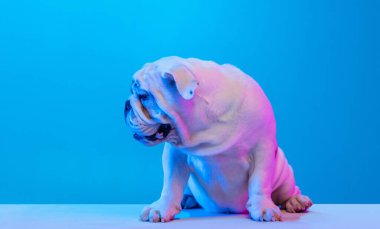 Güzel safkan köpek, beyaz kahverengi İngiliz bulldog stüdyo arka planında izole edilmiş mavi ışıkta poz veriyor. Hareket, eylem, evcil hayvanlar, aşk, hayvan hayatı kavramı.