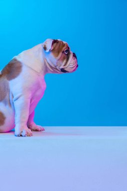 Safkan köpeğin yan görüntüsü, İngiliz bulldog 'u stüdyonun arka planında mavi ışıkta izole edilmiş şekilde poz veriyor. Hareket, eylem, evcil hayvanlar, aşk, hayvan hayatı kavramı.