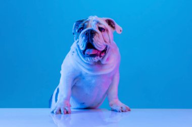 Safkan köpek portresi, stüdyo arkaplanından izole edilmiş neon mavi ışıkta poz veren İngiliz bulldog. Hareket, eylem, evcil hayvanlar, aşk, hayvan hayatı kavramı.