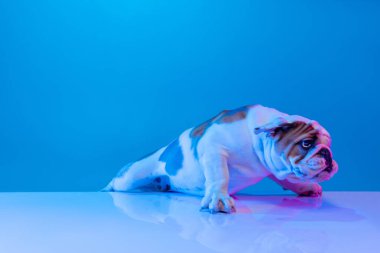 Safkan köpek portresi, stüdyo arkaplanından izole edilmiş neon mavi ışıkta poz veren İngiliz bulldog. Hareket, eylem, evcil hayvanlar, aşk, hayvan hayatı kavramı.