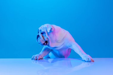 Safkan köpek portresi, stüdyo arkaplanından izole edilmiş neon mavi ışıkta poz veren İngiliz bulldog. Hareket, eylem, evcil hayvanlar, aşk, hayvan hayatı kavramı.
