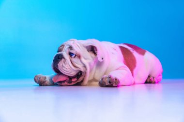Safkan köpek portresi, stüdyo arkaplanından izole edilmiş neon mavi ışıkta poz veren İngiliz bulldog. Hareket, eylem, evcil hayvanlar, aşk, hayvan hayatı kavramı.