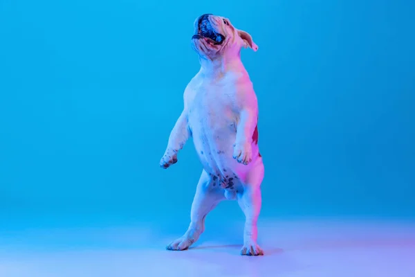 Retrato de cão de raça pura, bulldog Inglês posando isolado sobre o fundo do estúdio em luz azul néon. Conceito de movimento, ação, animais de estimação amor, vida animal. — Fotografia de Stock