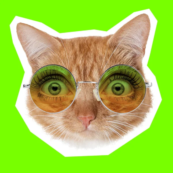 Concepto de collage de arte contemporáneo. Retrato de gato con ojos humanos, estilo revista — Foto de Stock