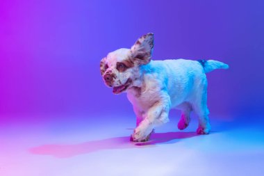 Bir köpek beyazı pijama, neon ışık filtresiyle, pembe renkli arka plan üzerinde izole bir şekilde çalışıyor. Hareket, eylem, evcil hayvanlar, aşk, hayvan hayatı kavramı.