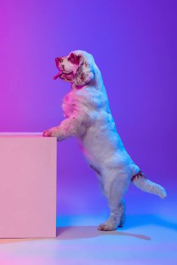 Neon ışıklı filtrede, gradyan pembe arkaplan üzerinde duran sevimli büyük köpek beyaz pijamasının yan görüntüsü. Hareket, eylem, evcil hayvanlar, aşk, hayvan hayatı kavramı.