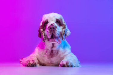 Güzel, sakin, büyük köpek beyazı Uykucu, neon ışık filtresiyle pembe stüdyo arka planında izole edilmiş bir şekilde poz veriyor. Hareket, eylem, evcil hayvanlar, aşk, hayvan hayatı kavramı.