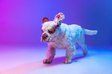 Bir köpek beyazı pijama, neon ışık filtresiyle, pembe renkli arka plan üzerinde izole bir şekilde çalışıyor. Hareket, eylem, evcil hayvanlar, aşk, hayvan hayatı kavramı.