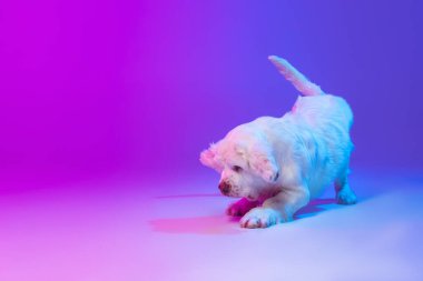 Bir köpek beyazı pijama, neon ışık filtresiyle, pembe renkli arka plan üzerinde izole bir şekilde çalışıyor. Hareket, eylem, evcil hayvanlar, aşk, hayvan hayatı kavramı.