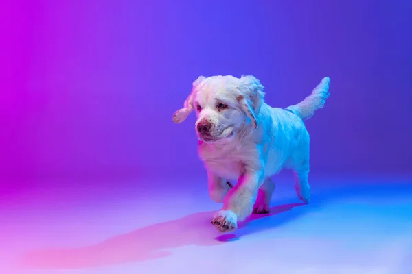 Beautiful calm big dog white Clumber running, playing isolated over gradient pink blue studio background in neon light filter. Concept of motion, action, pets love, animal life. — Stock Photo, Image