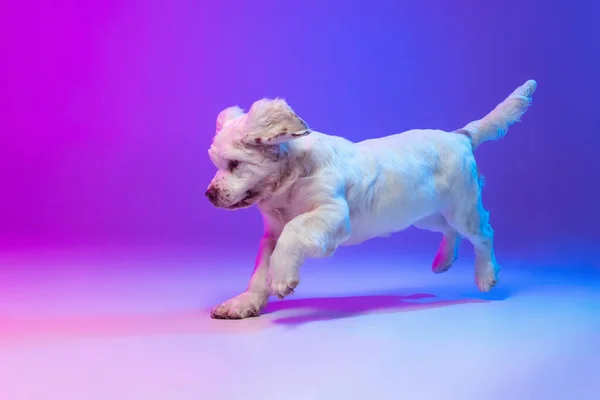 Beautiful calm big dog white Clumber running, playing isolated over gradient pink blue studio background in neon light filter. Concept of motion, action, pets love, animal life. — Stock Photo, Image