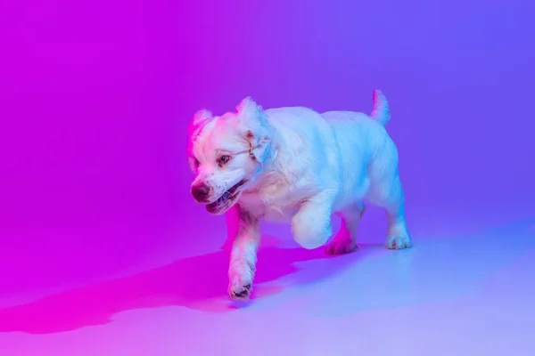 Belle calme grand chien blanc Clumber courir, jouer isolé sur dégradé rose fond studio bleu dans filtre lumineux néon. Concept de mouvement, action, animaux de compagnie amour, vie animale. — Photo