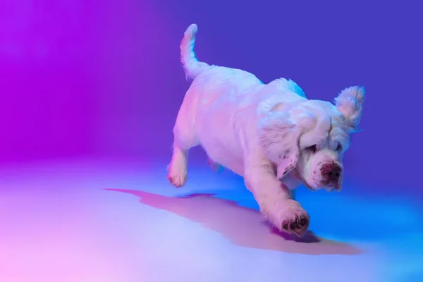 Beautiful calm big dog white Clumber running, playing isolated over gradient pink blue studio background in neon light filter. Concept of motion, action, pets love, animal life. — Stock Photo, Image