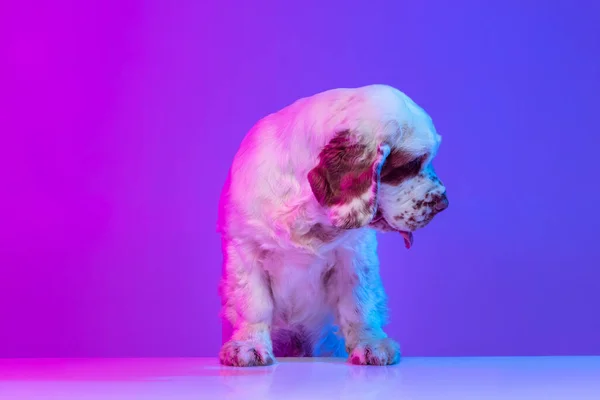 在霓虹灯滤光片上，漂亮可爱的大狗白色的蜂窝被隔离在渐变的粉色蓝色工作室背景之上。运动的概念，动作，宠物的爱，动物的生活. — 图库照片