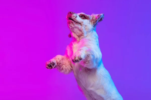 One dog white Clumber jumping isolated over gradient pink blue studio background in neon light filter. Concept of motion, action, pets love, animal life. — Stock Photo, Image