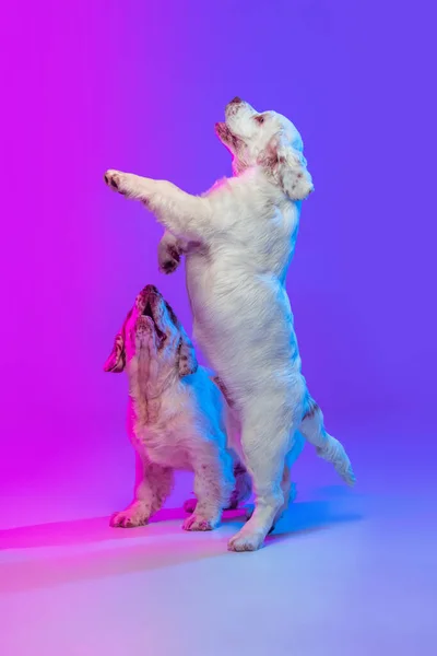 两只大狗，白色的铃铛在渐变的粉色蓝色工作室背景上在霓虹灯滤光。运动的概念，动作，宠物的爱，动物的生活. — 图库照片