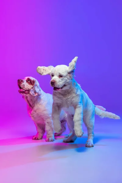 Deux grands chiens, blanc Clumber jouer isolé sur dégradé rose bleu fond studio dans filtre lumineux au néon. Concept de mouvement, action, animaux de compagnie amour, vie animale. — Photo