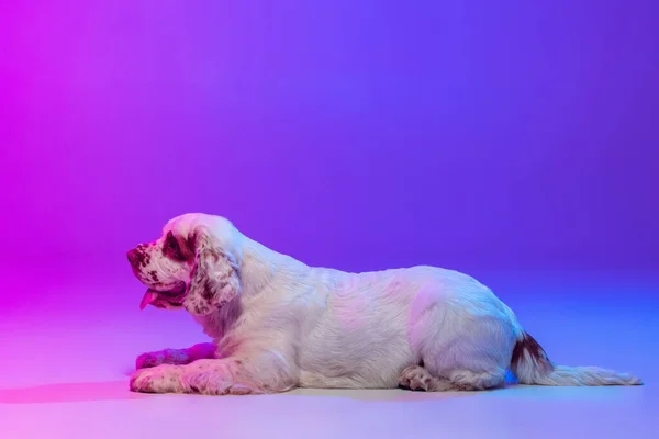 Un chien blanc Clumber en cours d'exécution isolé sur dégradé rose bleu fond studio dans filtre à lumière néon. Concept de mouvement, action, animaux de compagnie amour, vie animale. — Photo