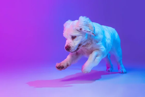 Un chien blanc Clumber saut isolé sur dégradé rose bleu fond studio dans filtre à lumière néon. Concept de mouvement, action, animaux de compagnie amour, vie animale. — Photo