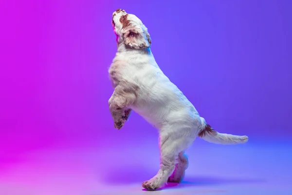 Side view of cute big dog white Clumber standing isolated over gradient pink blue studio background in neon light filter. Concept of motion, action, pets love, animal life. — Fotografia de Stock