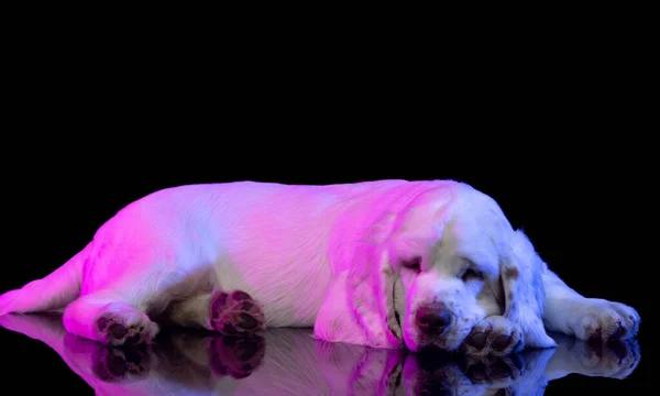 Side view. Portrait of calm big dog white Clumber looking away isolated over dark studio background in neon pink light filter — Stock Fotó
