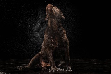 Güzel çikolata rengi büyük labrador köpekleri koyu arka planda izole edilmiş suya su sıçratır. Güzellik ve zarafet, hayvan hayatı konsepti