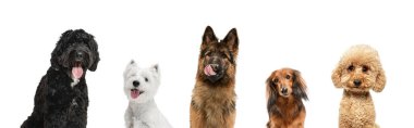 Garip köpeklerden yapılmış sanat kolajı beyaz stüdyo arka planında izole edilmiş farklı türler..