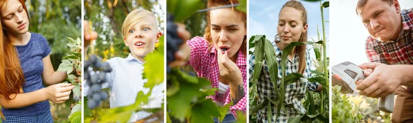 Collage von Bildern verschiedener Menschen, junger Frauen, Männer und Kinder, die Beeren sammeln, sich um den Garten kümmern, im Freien. Biolebensmittel, Landwirtschaft, Gartenarbeit. — Stockfoto