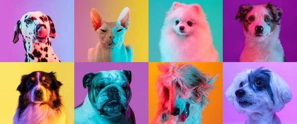 Colagem de arte feita de cães engraçados raças diferentes e graça esfinge gato em fundo estúdio multicolorido em luz de néon. — Fotografia de Stock