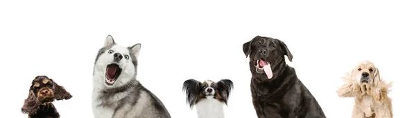 Art collage made of funny dogs different breeds posing isolated over white studio background. — Stock Photo, Image