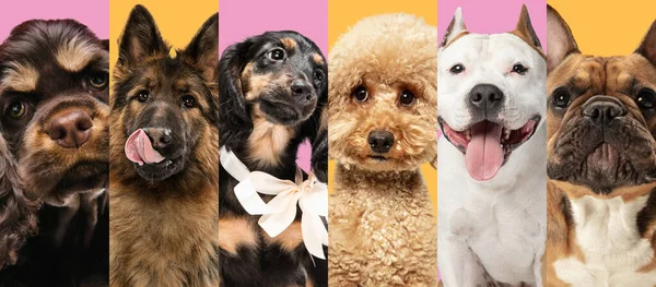 Collage fait de gros plan portrait recadré de chiens drôles différentes races sur fond studio multicolore à la lumière du néon. — Photo
